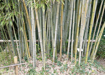 Phyllostachys nigra 'Henonis', Goldhaar-Bambus