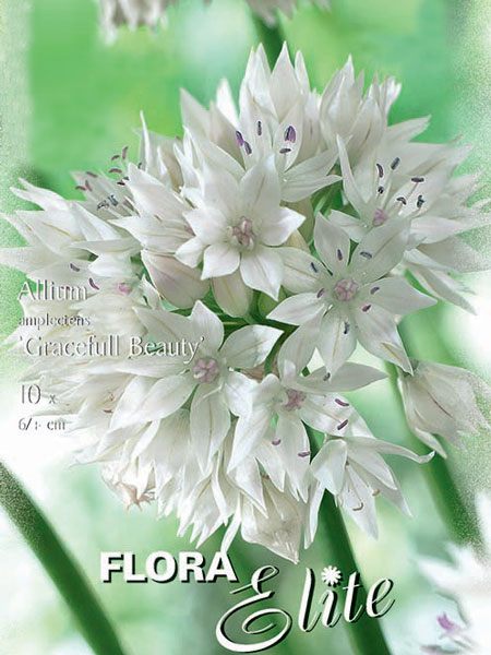 Allium 'Gracefull Beauty' (Art.Nr. 596301)