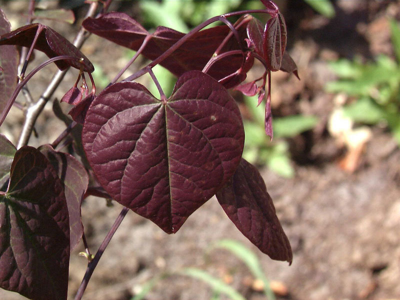 Cercis canadensis 'Forest Pansy', Judasbaum