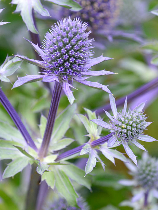 Eryngium planum 'Blue Hobbit' (M), Edeldistel, Mannstreu