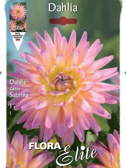 Kaktus-Dahlie 'Sabrina', Dahlia (Art.Nr. 520082)