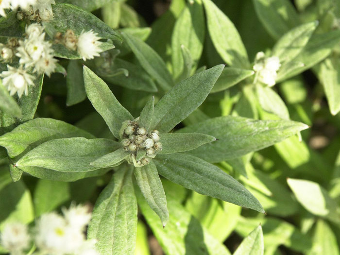 Anaphalis triplinervis 'Sommerschnee' (M), Perlkörbchen