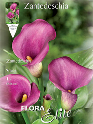 Calla 'Violett', Zantedeschia (Art.Nr. 522168)