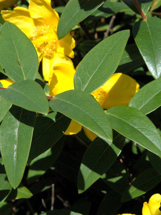 Blatt Großblumiges Johanniskraut