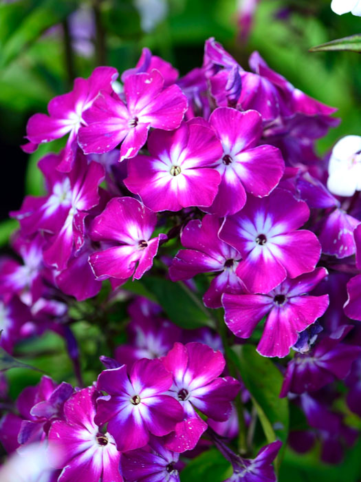 Phlox paniculata 'Uspech', Flammenblume, Sommerphlox