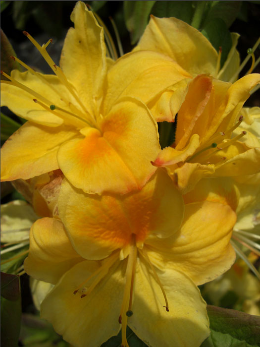 Rhododendron luteum 'Golden Sunset', sommergrüne japanische Gartenazalee