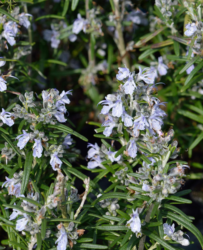 Heller Rosmarin 'Paris', Rosmarinus officinalis