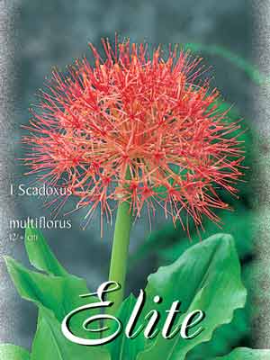 Blutblume, Scadoxus multiflorus (Art.Nr. 522050)