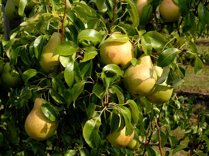 Säulenbirne 'Condo', Pyrus communis 'Condo'