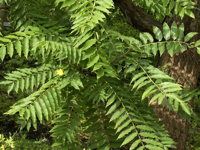 Chinesischer Gemüsebaum 'Toona sinensis'