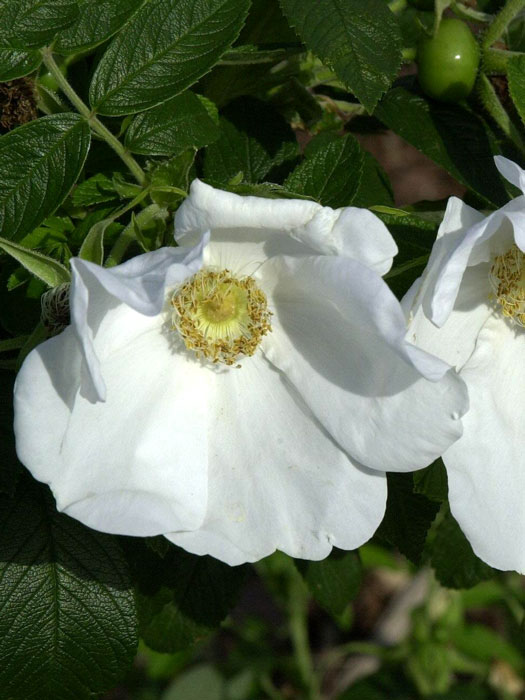 Weisse Kartoffelrose Blüte