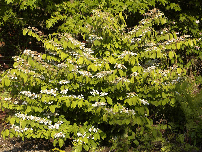 Japanischer Schneeball Mariesii