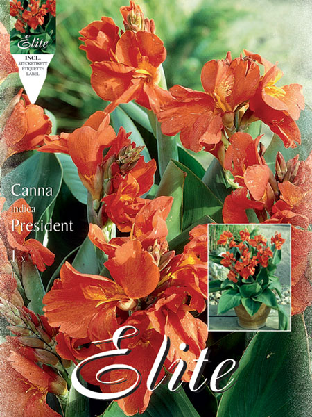 Zwerg-Canna 'President', Canna indica (Art.Nr. 521019)