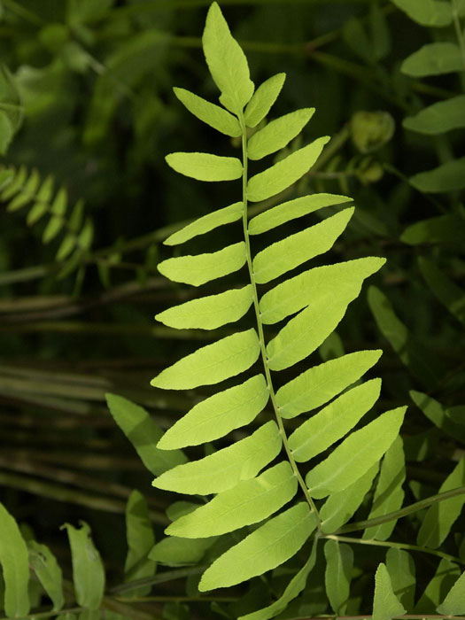 Osmunda regalis, Königsfarn