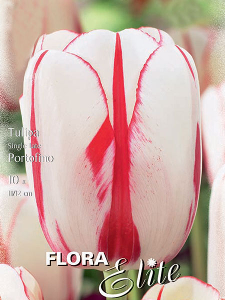 Einfache späte Tulpe 'Portofino' (Art.Nr. 595354)