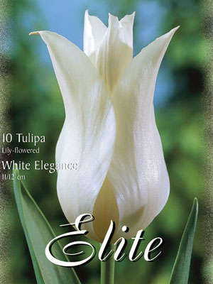 Lilienblütige Tulpen 'White Elegance' (Art.Nr. 595482)