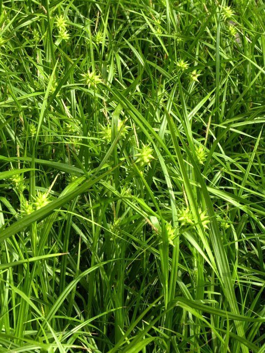 Carex grayi, Morgenstern-Segge