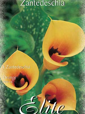 Calla 'Orange', Zantedeschia (Art.Nr. 522158)