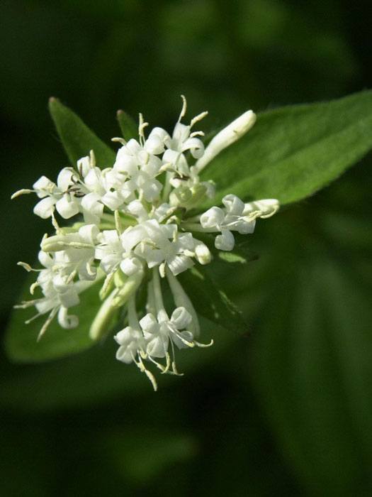 Asperula taurina, Großer Waldmeister