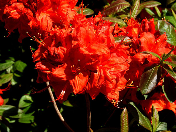 Rhododendron luteum 'Nabucco'