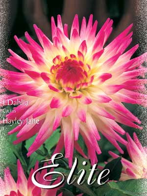 Kaktus-Dahlie 'Hayley Jane', Dahlia (Art.Nr. 520032)