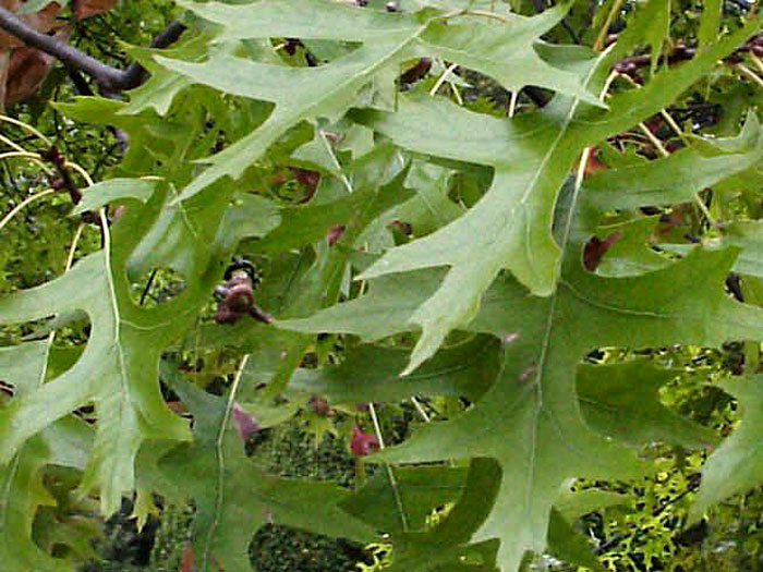 Quercus palustris 'Green Dwarf', Kugel-Sumpfeiche - Hochstamm