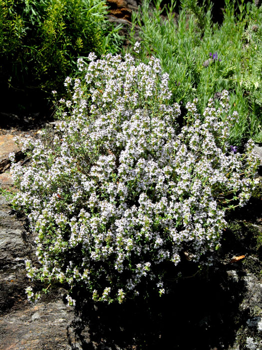 Echter Thymian, Thymus vulgaris