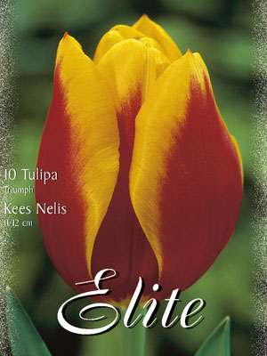 Triumph-Tulpe 'Kees Nelis' (Art.Nr. 595232)