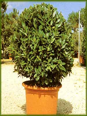 Laurus nobilis, Lorbeer