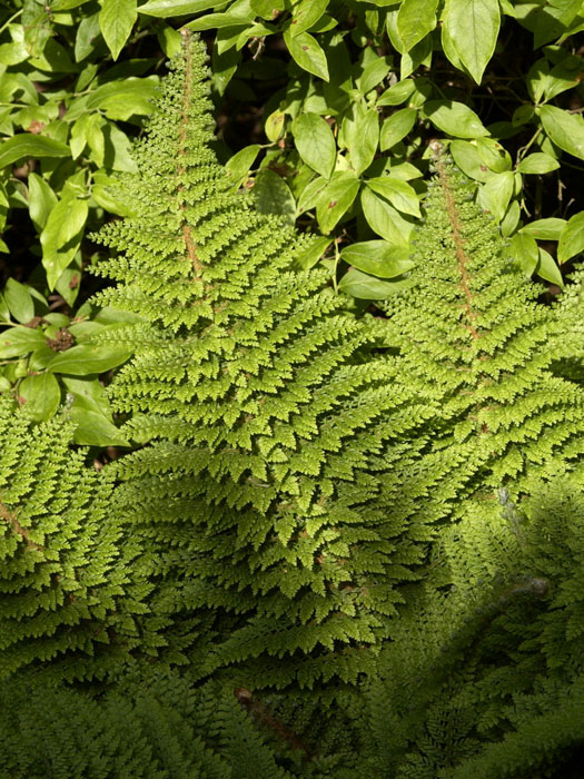 Polystichum setiferum 'Plumosum Densum', Flaumfeder Filigranfarn