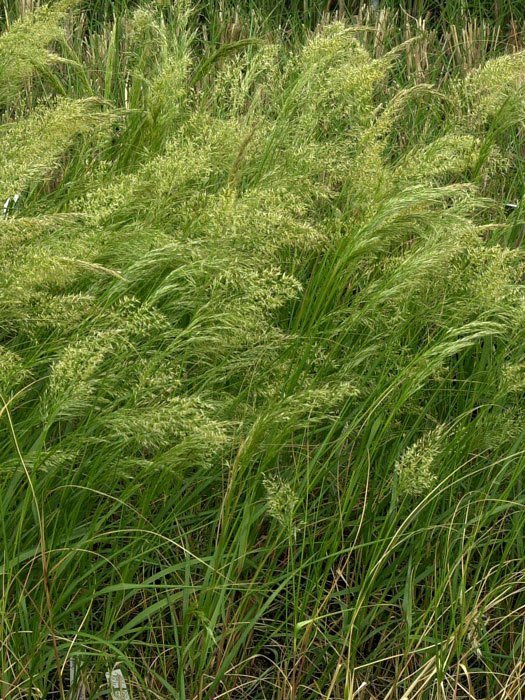 Achnatherum calamagrostis 'Algäu', (Syn.:  Stipa lasiagrostis 'Algäu'), Silber-Ährengras, Föhngras, Ränkegras