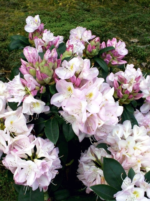 Rhododendron 'Gomer Waterer'