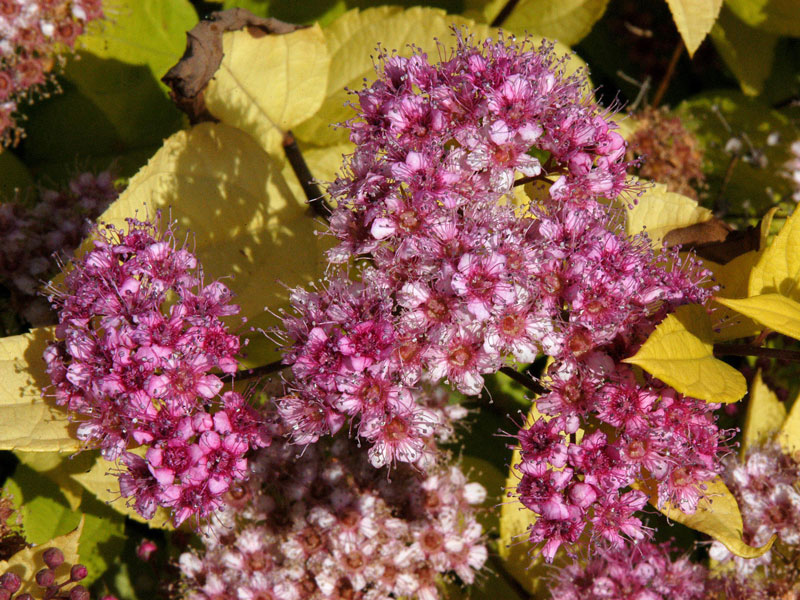 Spiraea japonica 'Golden Princess', Gelbe Zwergspiere