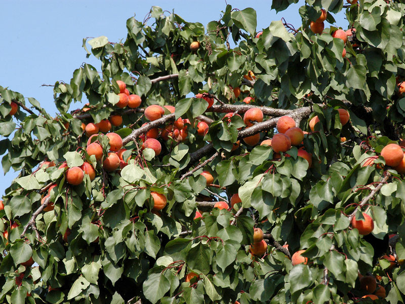 Aprikose 'Orangered'