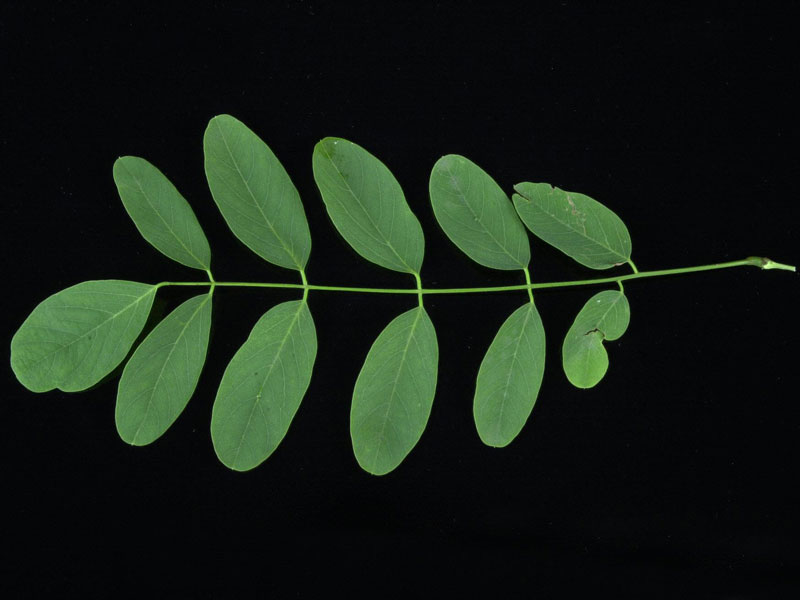 Robinia pseudoacacia 'Tortuosa', Korkenzieher-Robinie