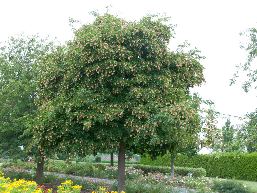 Acer ginnala (syn. tatarica), Feuerahorn