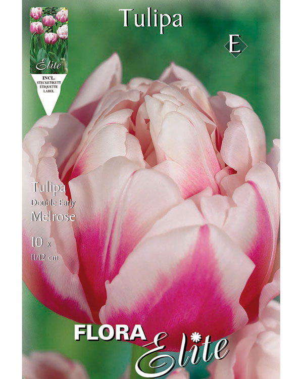 Gefüllte frühe Tulpe 'Melrose' (Art.Nr. 595157)