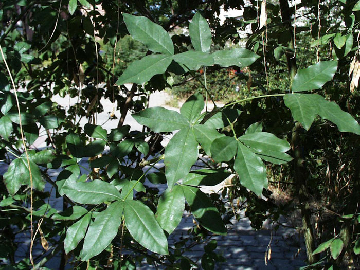 Edel-Goldregen Blatt