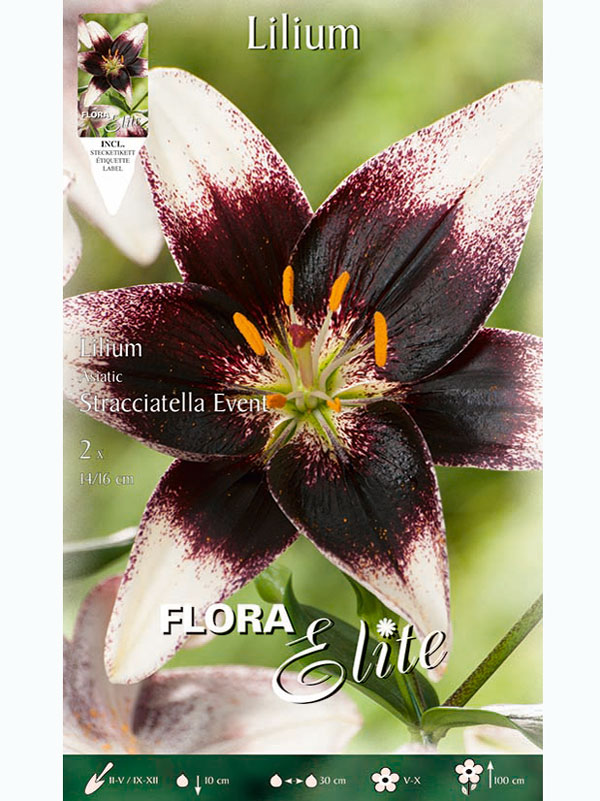 Lilie 'Stracciatella Event', Lilium (Art.Nr. 5217930)