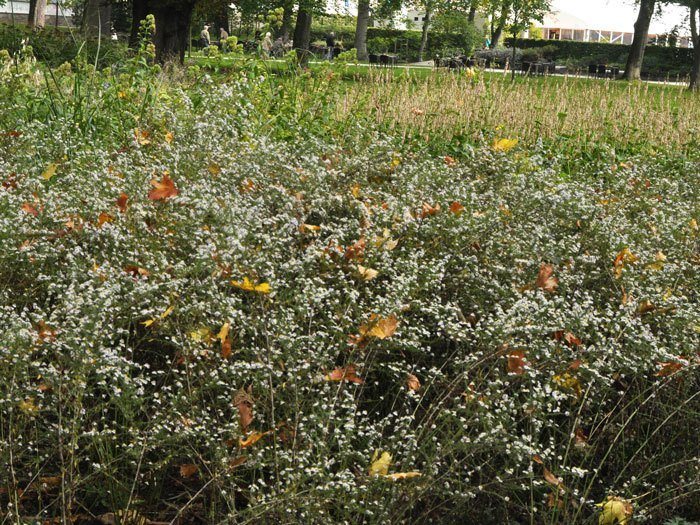 Aster ericoides 'Erlkönig', Myrtenaster