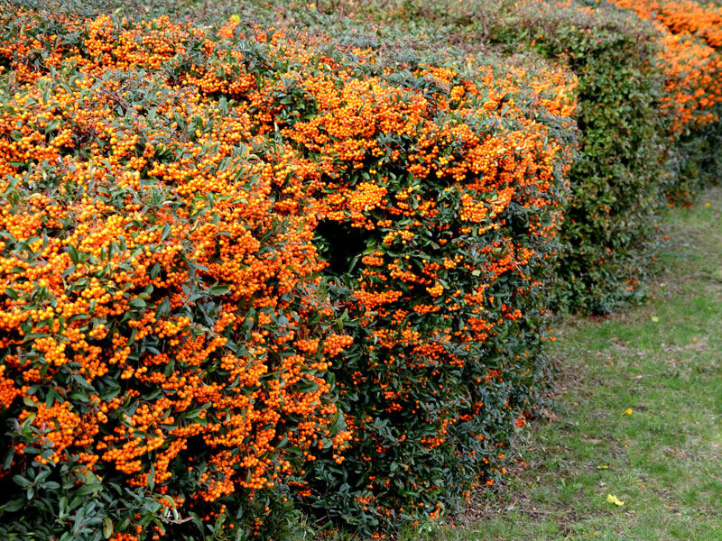 Pyracantha 'Orange Charmer', Feuerdorn