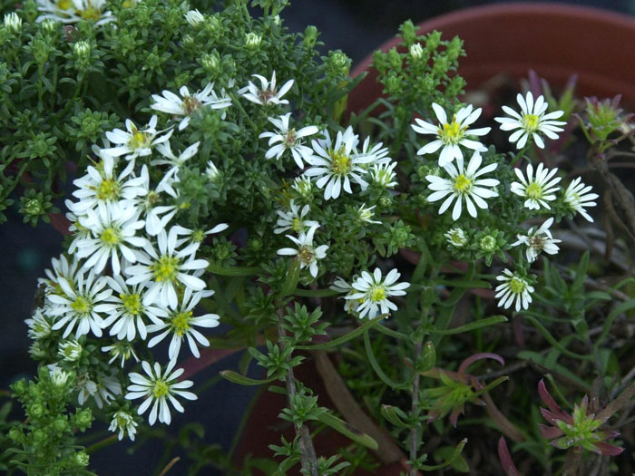 Aster ericoides 'Snow Flurry', kriechende Myrtenaster, Garten-Erika-Aster