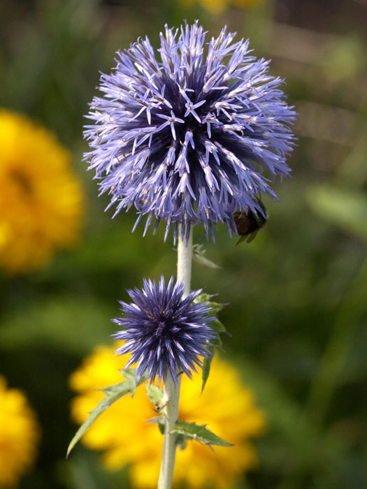 Echinops ritro 'Veitchs Blue', Kugeldistel, ruthenische Kugeldistel