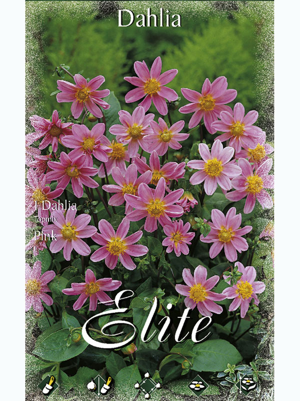 Topmix-Dahlie 'Pink', Dahlia (Art.Nr. 5206080)