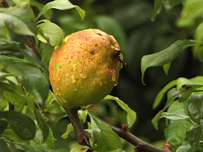 Frucht der Zierquitte