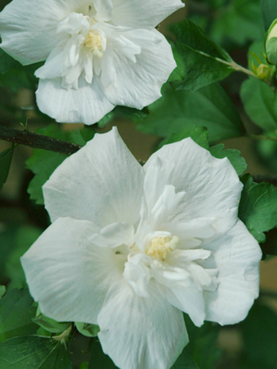 Roseneibisch White Chiffon