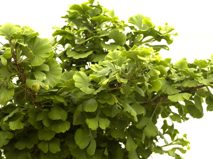 Ginkgo biloba Mariken, Kugel-Ginkgo - Hochstamm