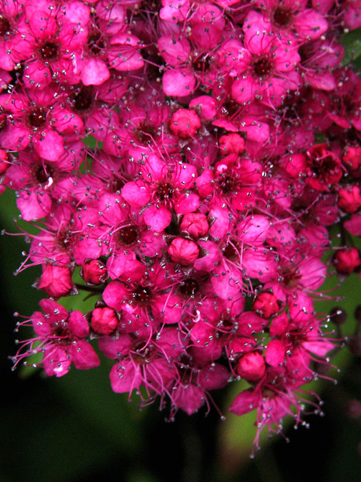 Blüte Rosenspiere Anthony Waterer