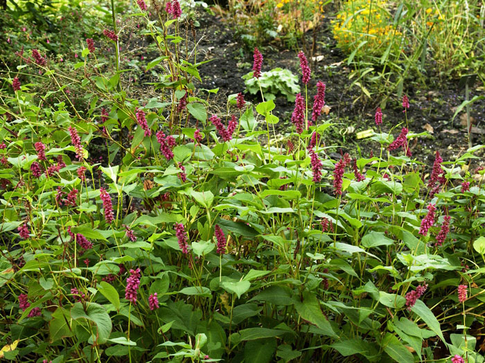 Bistorta (syn. Polygonum) amplexicaule 'Inverleith' (syn. auch Persicaria), Kerzenknöterich, Wiesenknöterich