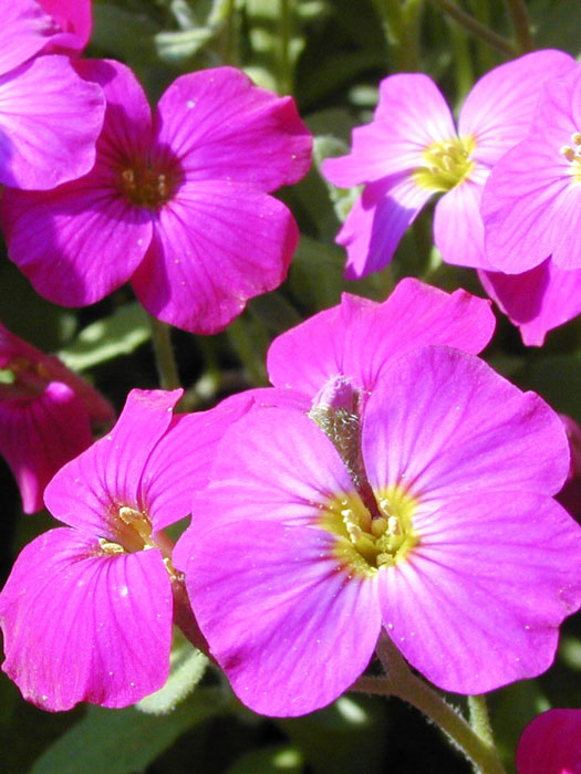 Aubrieta Hybride 'Red Carpet', Rotes Blaukissen, Rotkissen